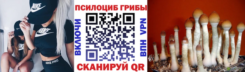 Галлюциногенные грибы Cubensis Чкаловск
